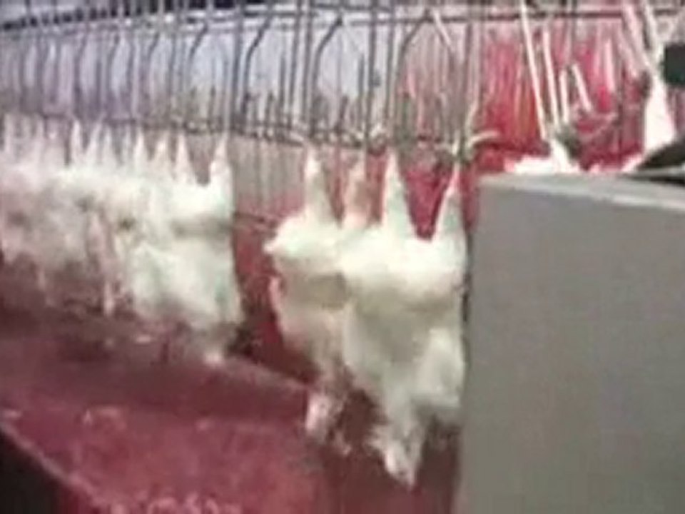 KFC n'est pas Hallal