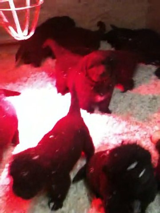 chiots dixie terre neuve marron de VALOYAN