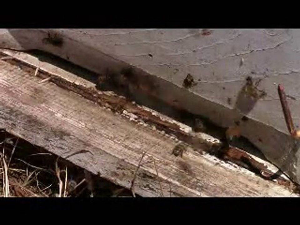 aris bal arı çalışması