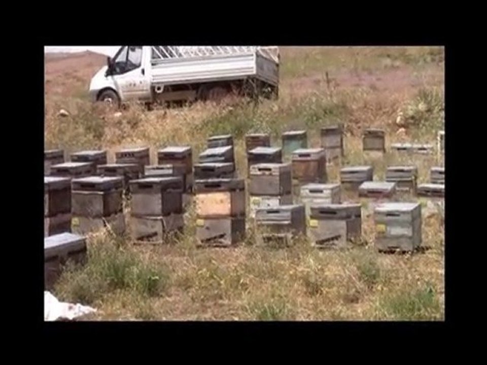 ariş bal arıcının bir günü