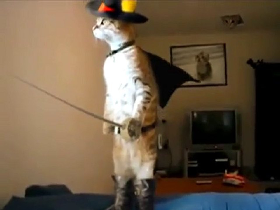 le chat qui fait zorro