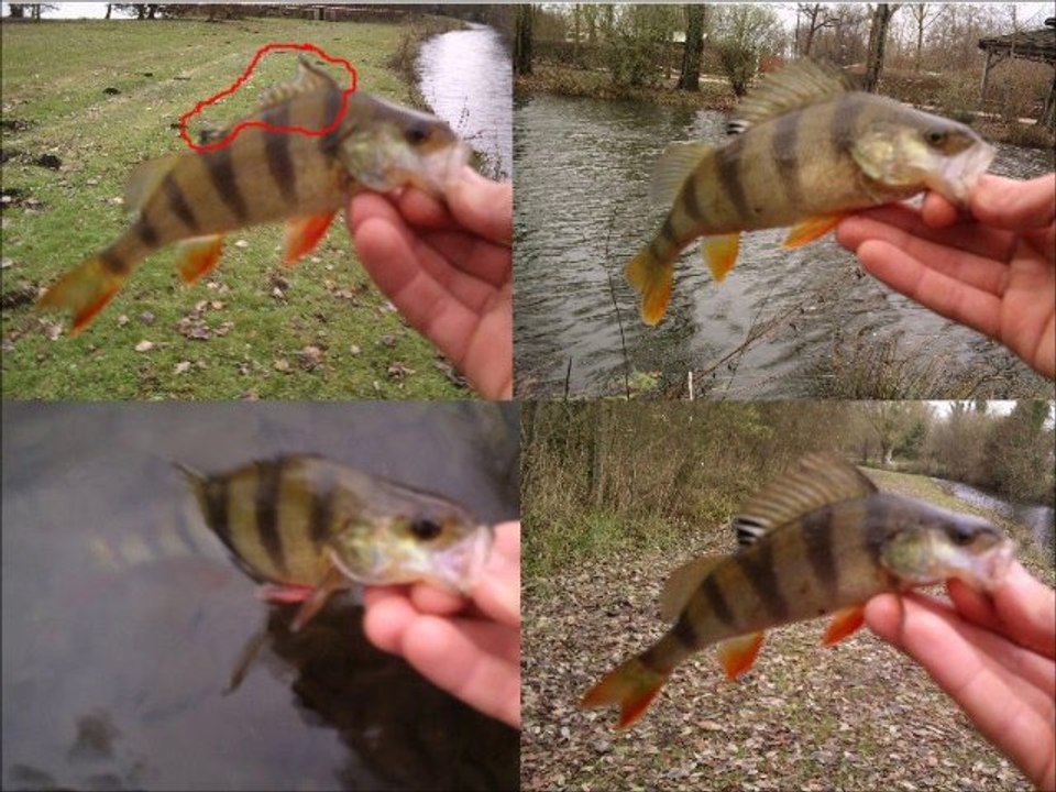 récapitulatif saison 2010