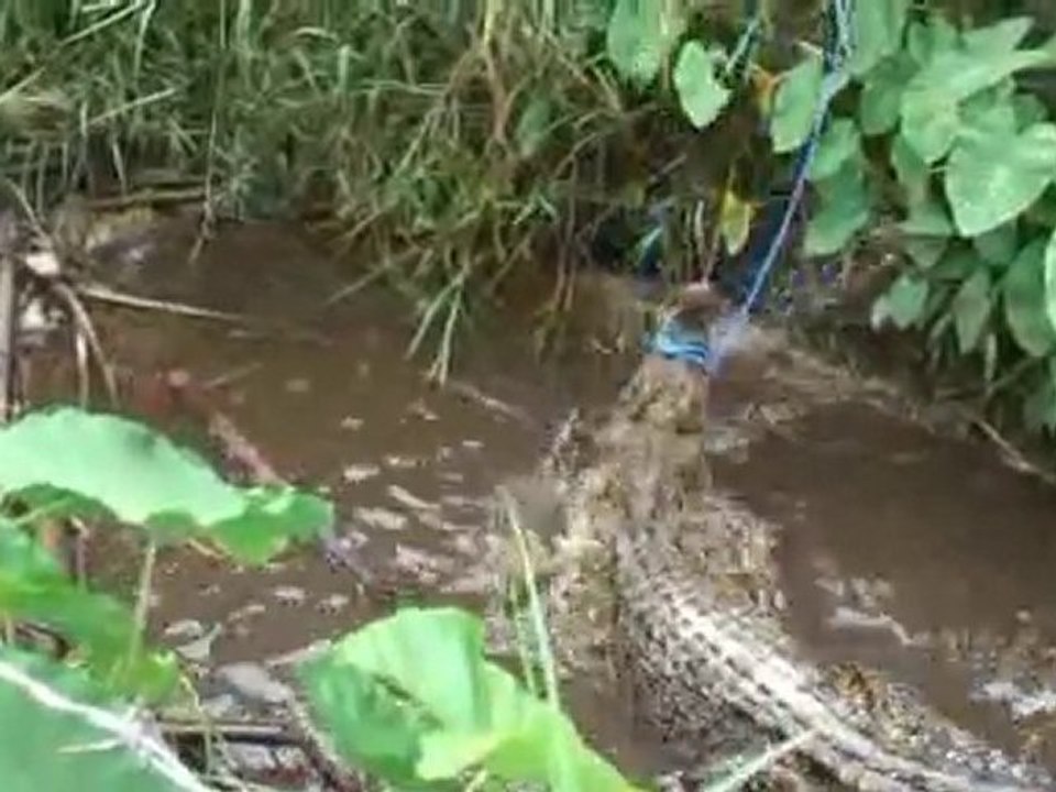 sauvetage crocodile