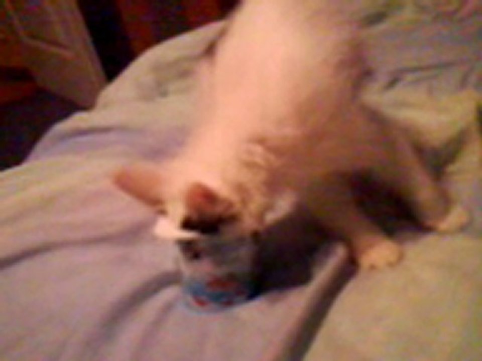 Chat + Yahourt = Fail