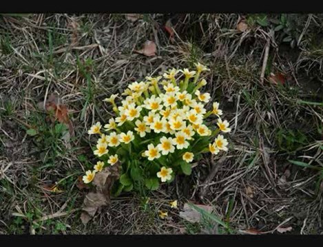 engin nurşani_-_benide düşün benide