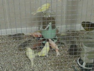 plombeer canaris (males)