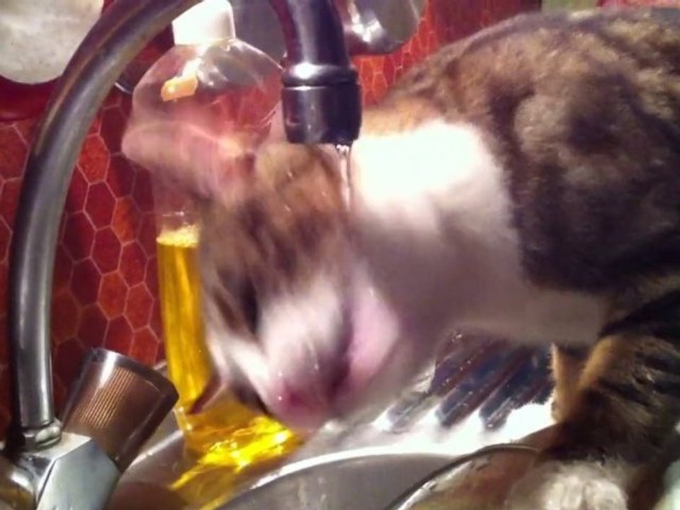 RONRON - Bonnie boit à l'eau du robinet