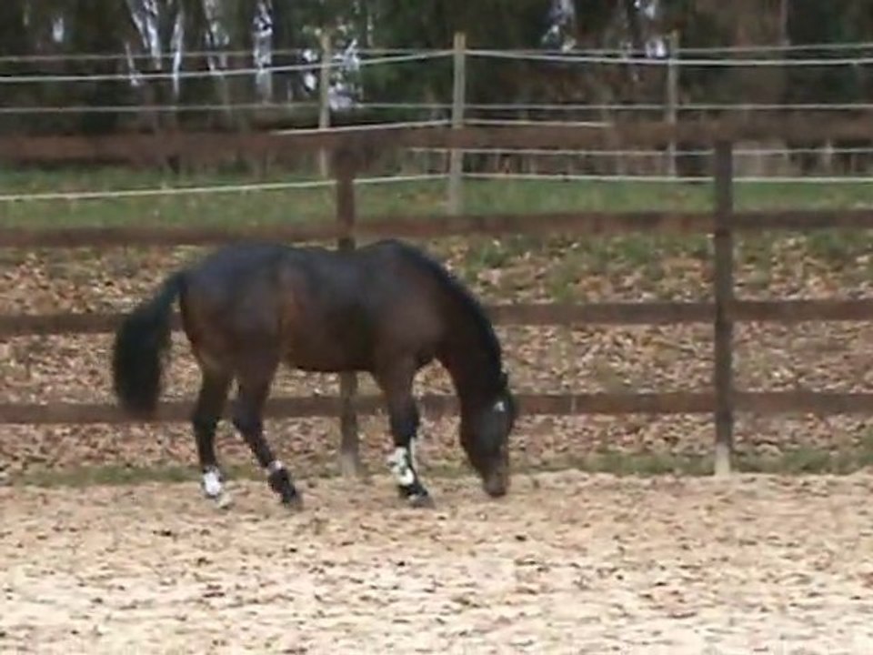 UP poney francais de selle