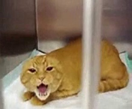 Chat mechant Video drole Humour humour Alibabsurf !