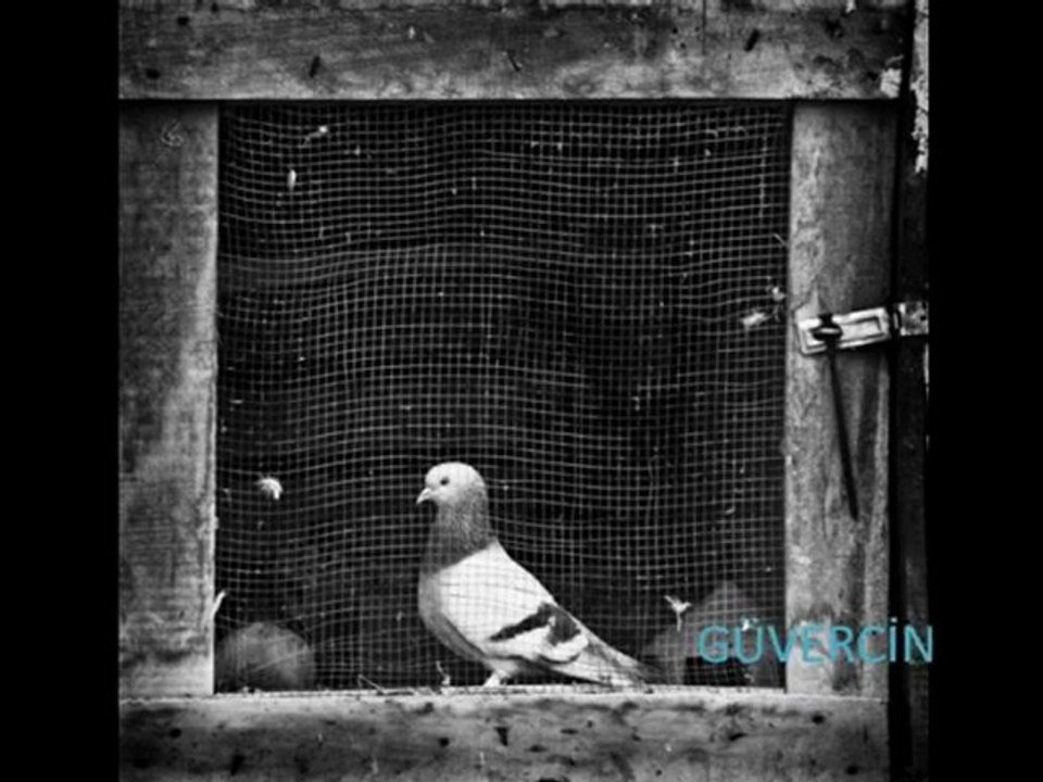 sezen aksu-güvercin