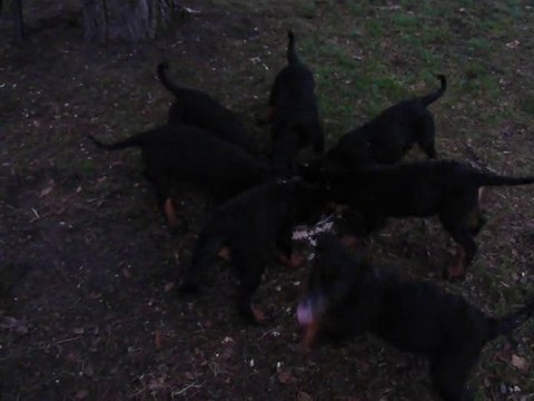 chiots Berger de Beauce (beauceron)