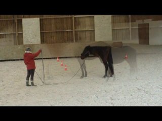 6 mois au Haras Naturel du Plessis