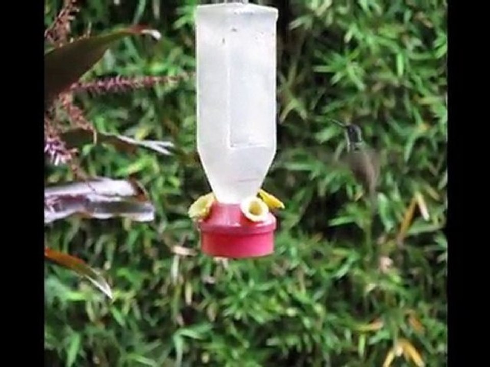 Hummingbirds of Guatemala