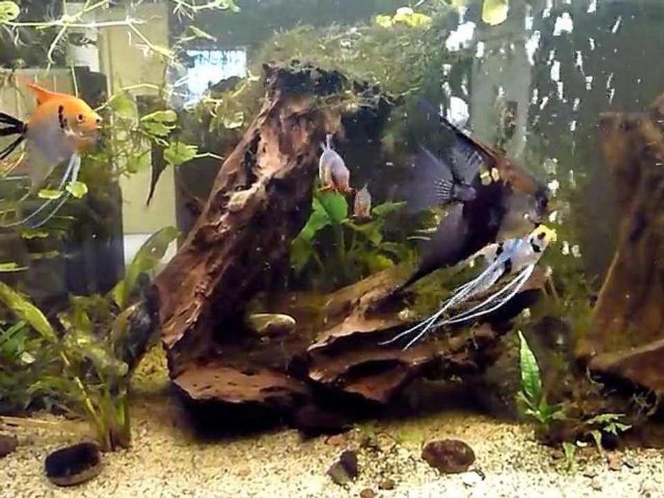mes poissons
