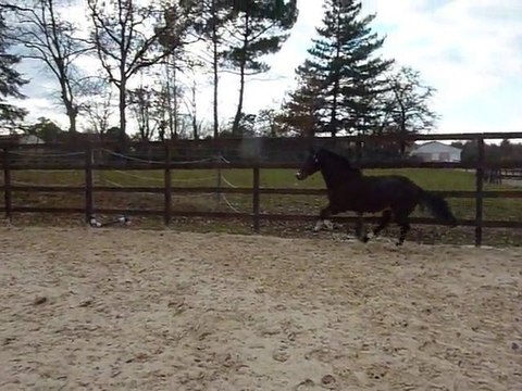 UP male PONEY FRANCAIS DE SELLE par dafydd de l arche