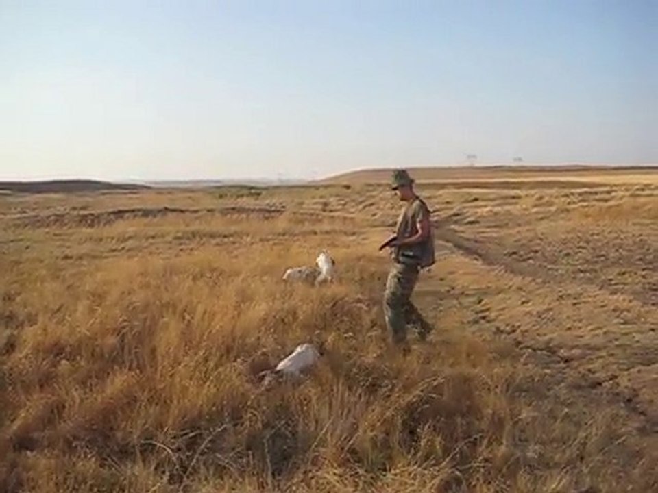 ing.pointer jaryo-sera-naz