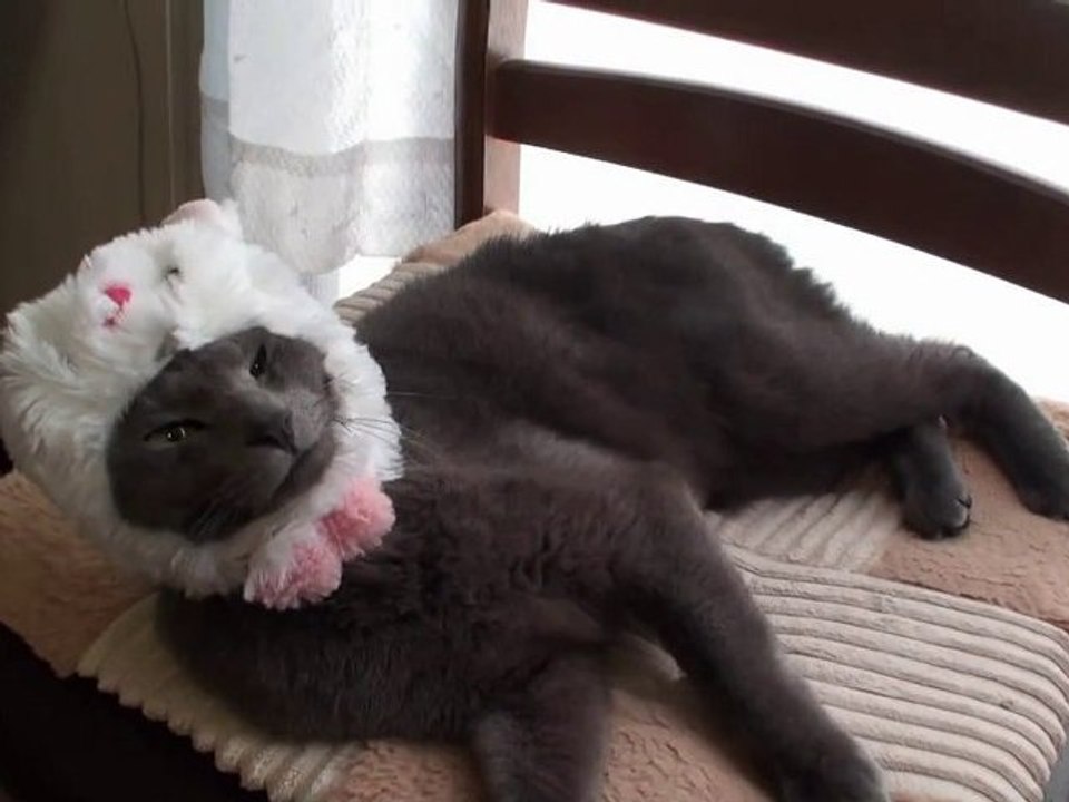 Chat se déguise tout seul en lapin ! Incroyable [Lol Cat]