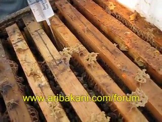 oksalik asit damlatma teknigi ve varroa mücadelesi