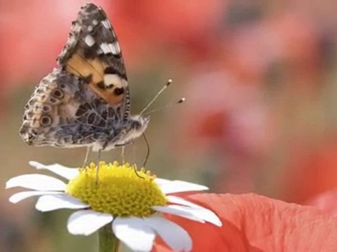 Esmaül Hüsna - 3 (Engin Noyan)