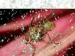 Canon MP-E 65mm f/2.8 1-5X Macro Lens