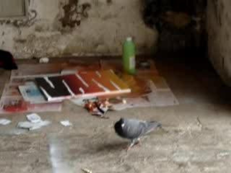 pigeon qui aime le graff