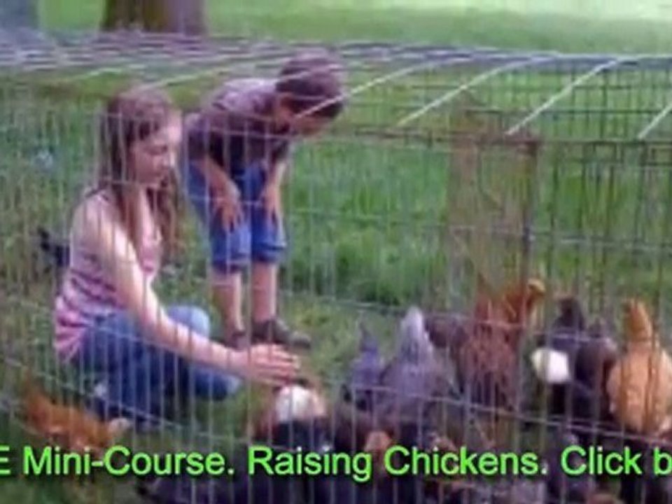 Plans Chicken Coop