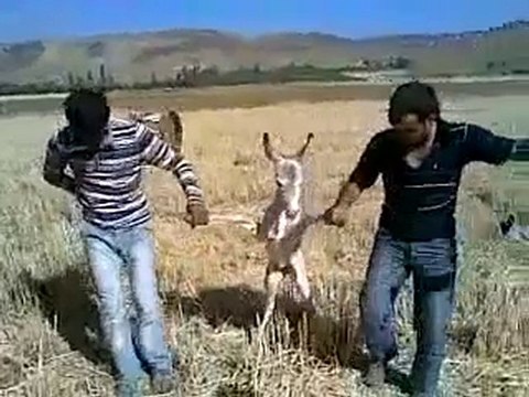 2 eşşek ve 1 sıpa halay çekiyorlar