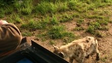 safari.tv diary - 11 December 2010