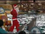 Indonésie : Des dauphins tirent le traîneau du Père Noël
