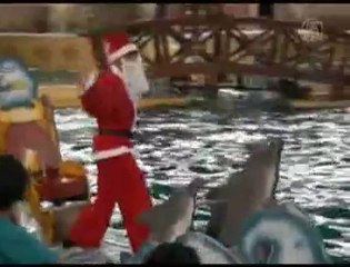 Indonésie : Des dauphins tirent le traîneau du Père Noël