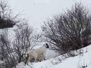 setter bassana betty