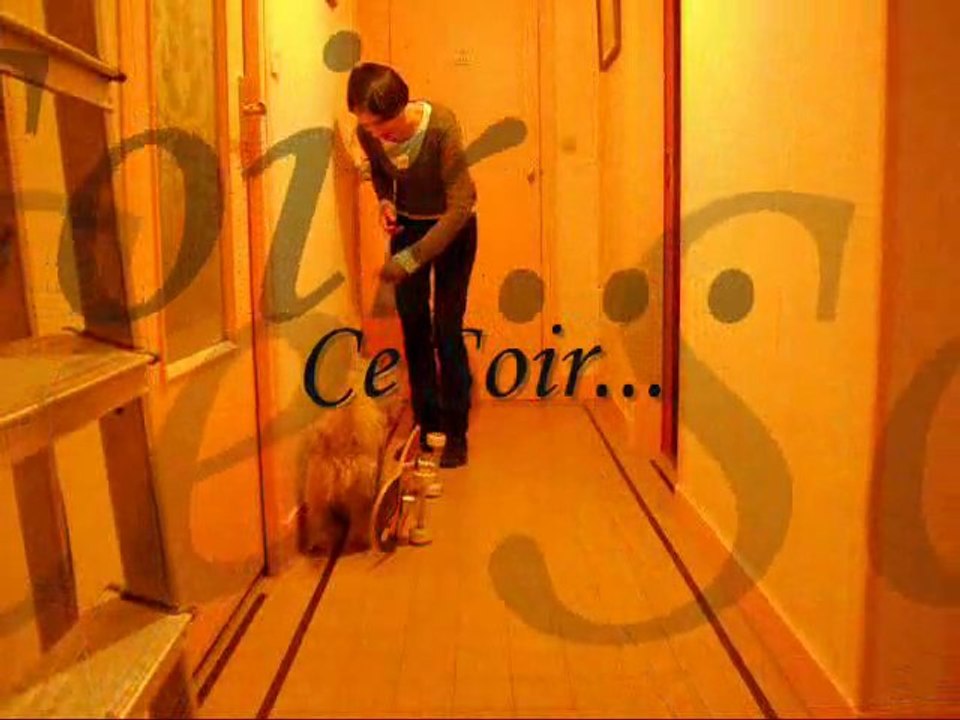 Dolbie cairn terrier clicker le recule