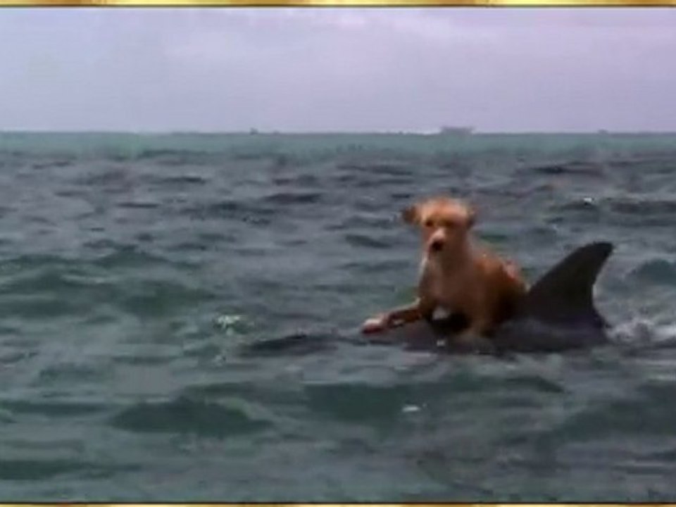 Golfinho resgatando cão que caiu no mar