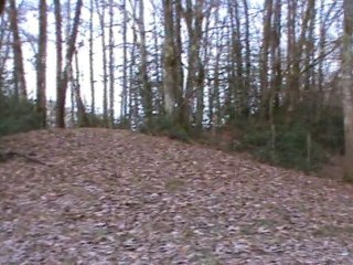 menée de deux chiennes porcelaines sur lièvres