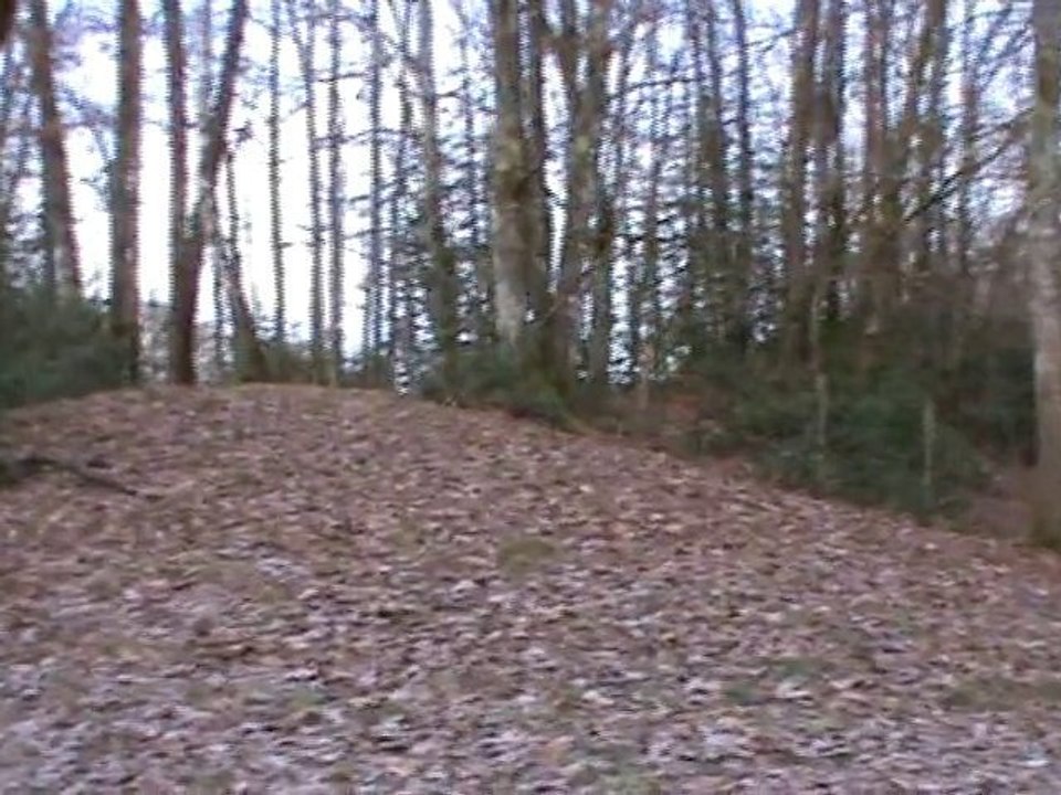 menée de deux chiennes porcelaines sur lièvres