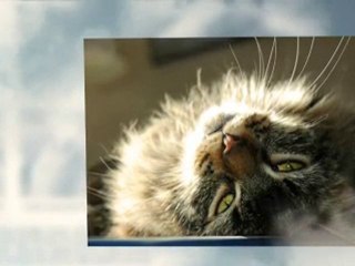 Cool Carpeted Cat Tree Plans