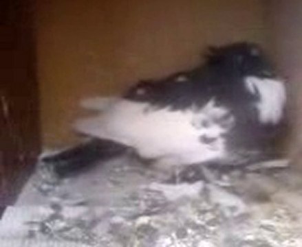 Fehmi ateş alaca demkeş video guvercinrehberi.com