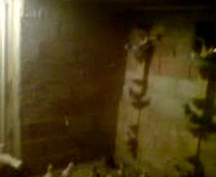 Fehmi ateş filo karışma sonrası guvercinrehberi.com