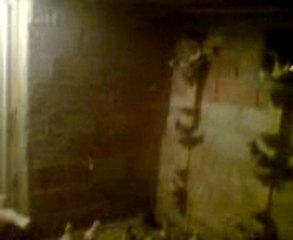 Fehmi ateş filo karışma sonrası   www.guvercinrehberi.com