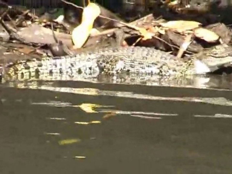 eine Bootsfahrt auf dem Bentota River mit Waranen, Krokodil