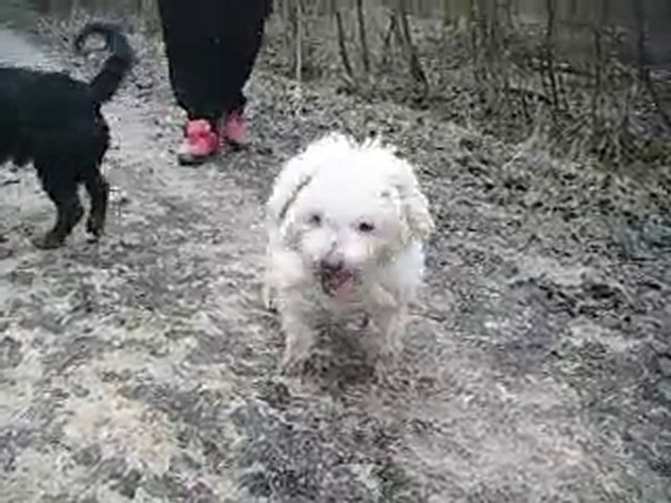 chiens 010[URL=http://img508.imageshack.us/i/chiens024.jpg/]