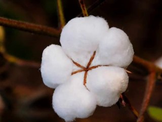 COTON DE LA NAISSANCE A LA COMMERCIALISATION