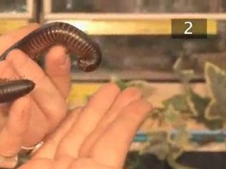 How To Care For Giant African Millipedes