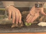 How To Care For Giant African Land Snails