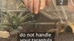 How To Care For Tarantulas