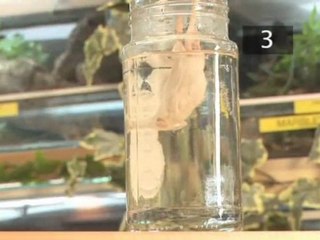 How To Care For Corn Snakes