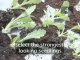 How To Prick Out Seedlings