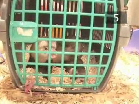 How To Care For Ferrets