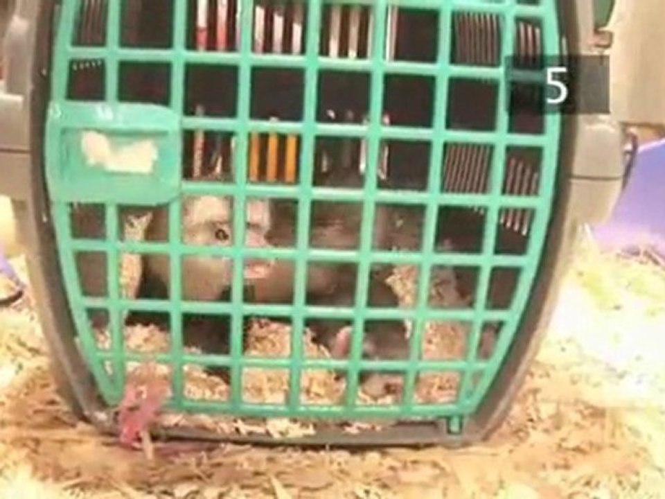 How To Care For Ferrets