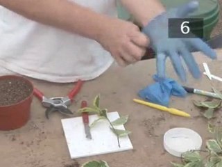 How To Propagate Semi Ripe Stem Cuttings